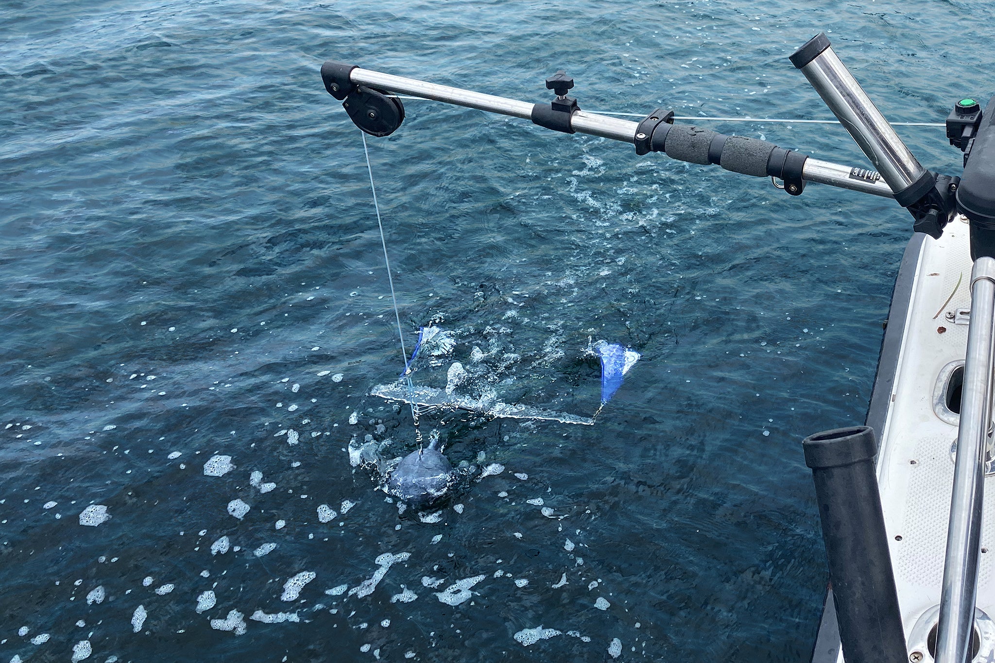 A CruciFish hooked to a downrigger and cannonball, lifted to the surface of the ocean.