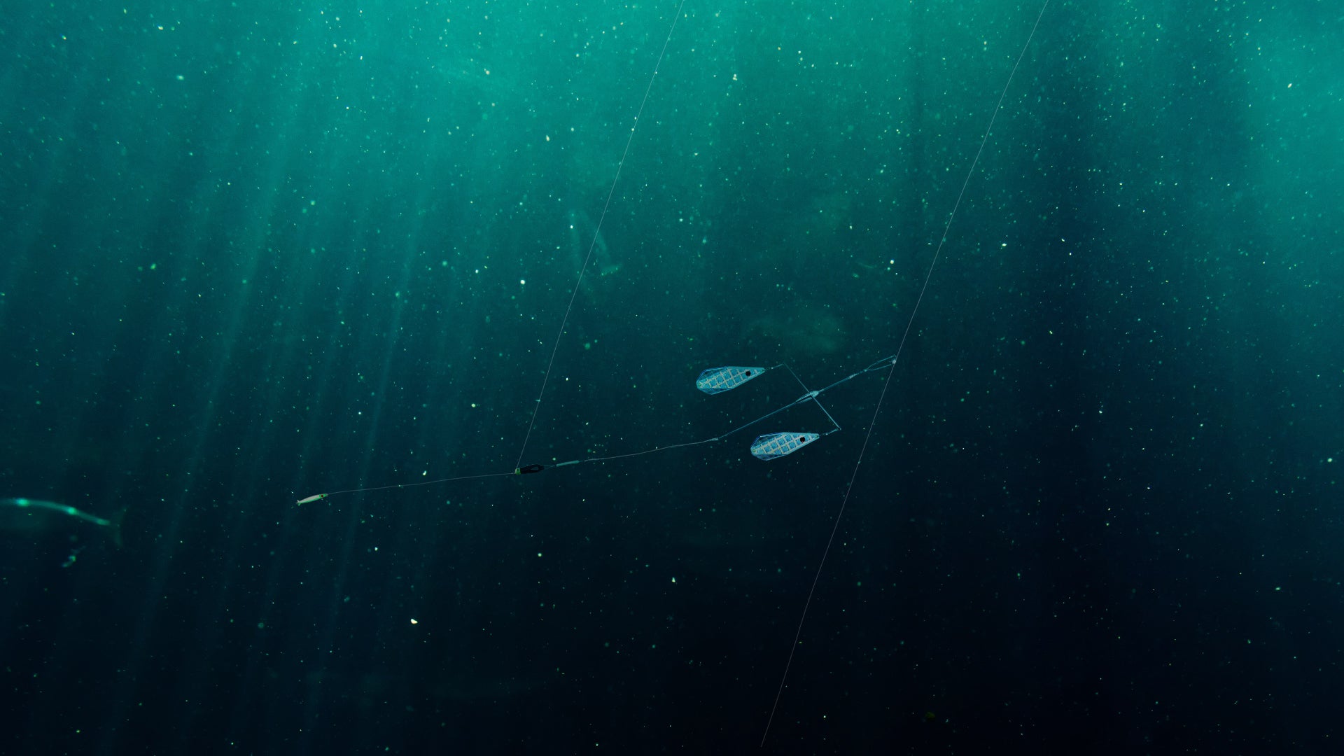 A CruciFish seen in-action under water and attached to a downrigger.